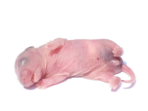 Levende rottepinkie